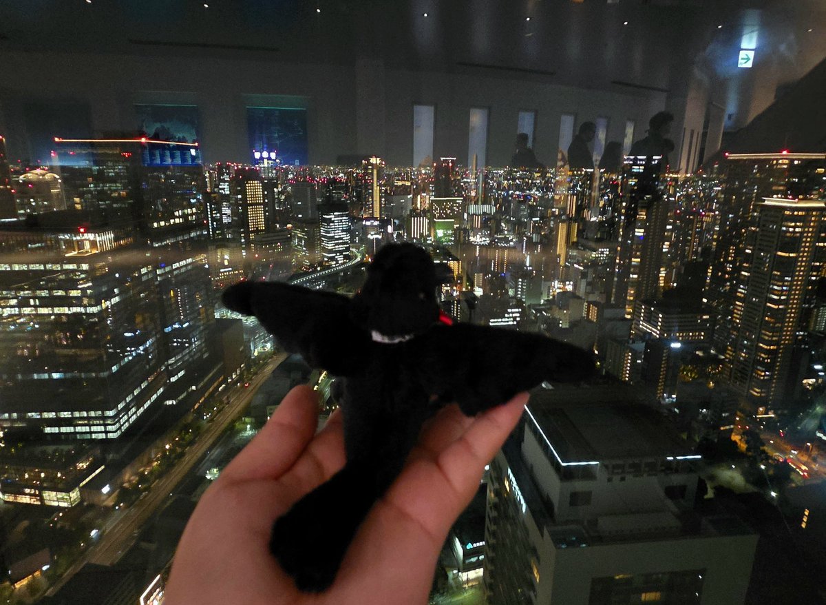 솜까마귀라 진짜 날수는 없지만
높은 곳에 와서 신난 까마귀