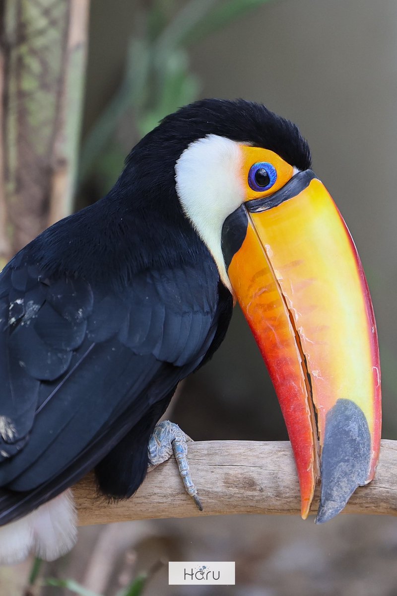 アドベンチャーワールド 公式 on X