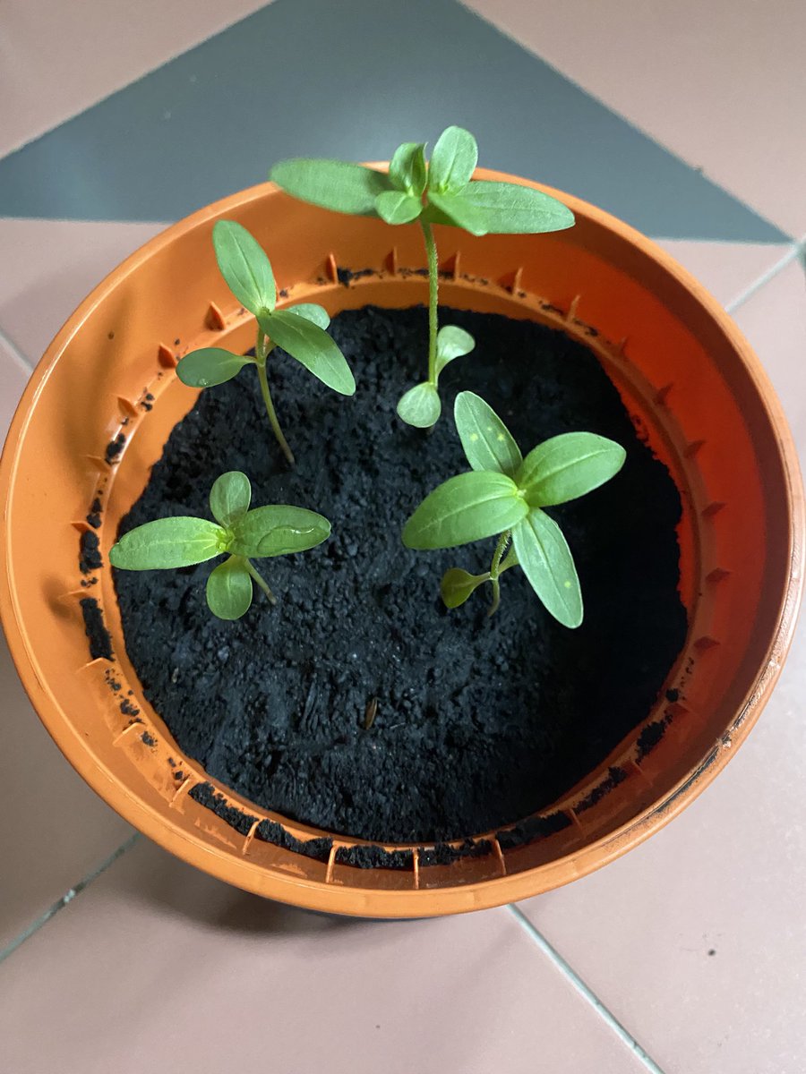 31PISTOLS's tweet photo. #repotted https://t.co/s83ZnVcKy7