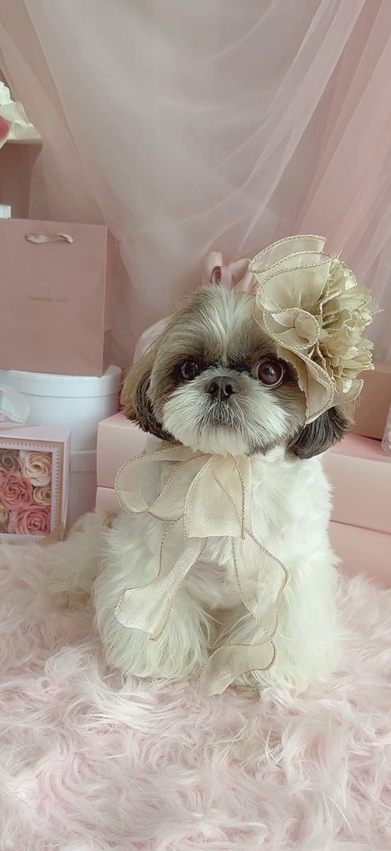 シーズーって被り物似合うね🩷

#シーズー #shihtzu