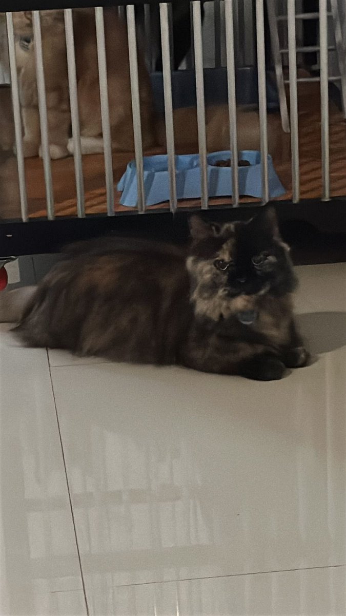 Twitter please do your magic…

Kucing ku hilang, munchkin warna tortie betina umur 3 tahun, ada tag nya di kalung

Hilang di sekitaran Karang Tengah udah sebulan. Ku gatau nyari kemana atau post dimana buat nyari kucing.. pls kalo ada info nyari kucing gimana let me know..