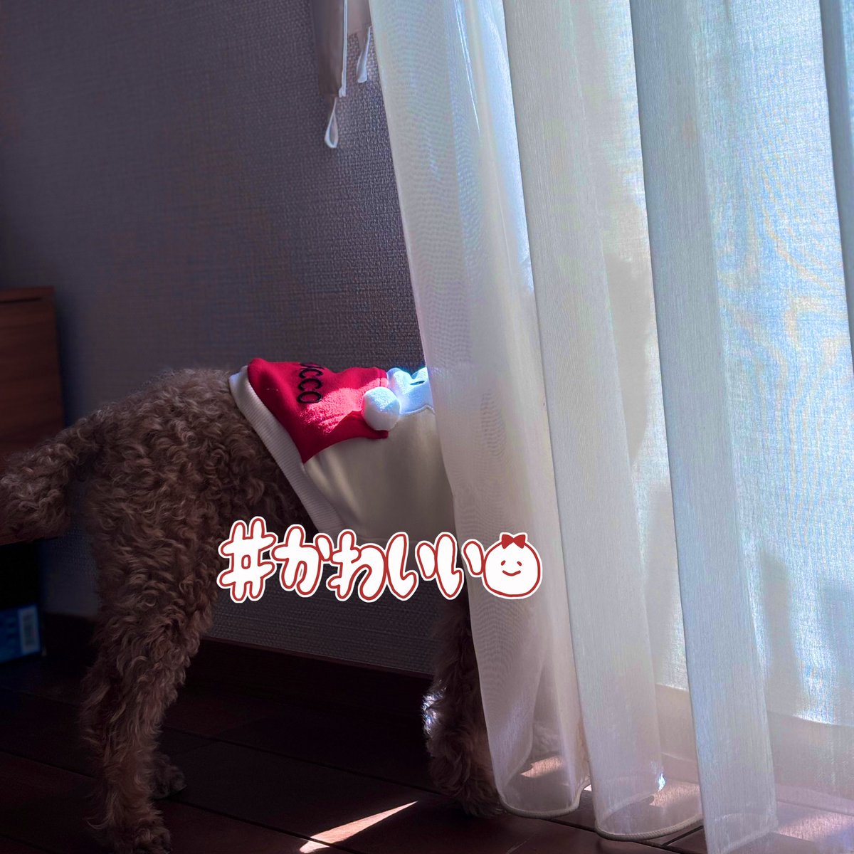 rua_style's tweet photo. 外が気になるボク🧸💭💗

#トイプードル  #トイプードルの男の子 
 #いぬとの暮らし  #いぬのきもち  #犬がいる幸せ  #犬との暮らし  #犬のいる生活  #いぬのいる暮らし  #犬好きさんと繋がりたい  #犬のいる幸せ #dog  #강아지 https://t.co/4eE0s7eCzt