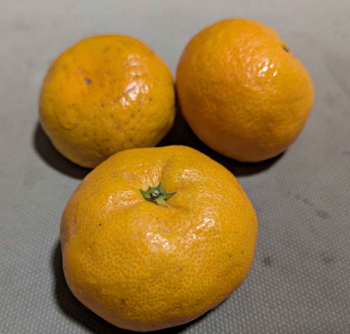 T3bpRengine's tweet image. みかん🍊ですよ！

最近は耕作放棄地のみかん山が増え
高齢化に伴ってみかん農家は減ったなぁ〜と

それはそうと、愛媛県=みかんのイメージが持たれがちだけど日本国内におけるみかんの総生産量1位は和歌山県でございます。

みかん以外の柑橘類は愛媛県が全国1位だそうな。