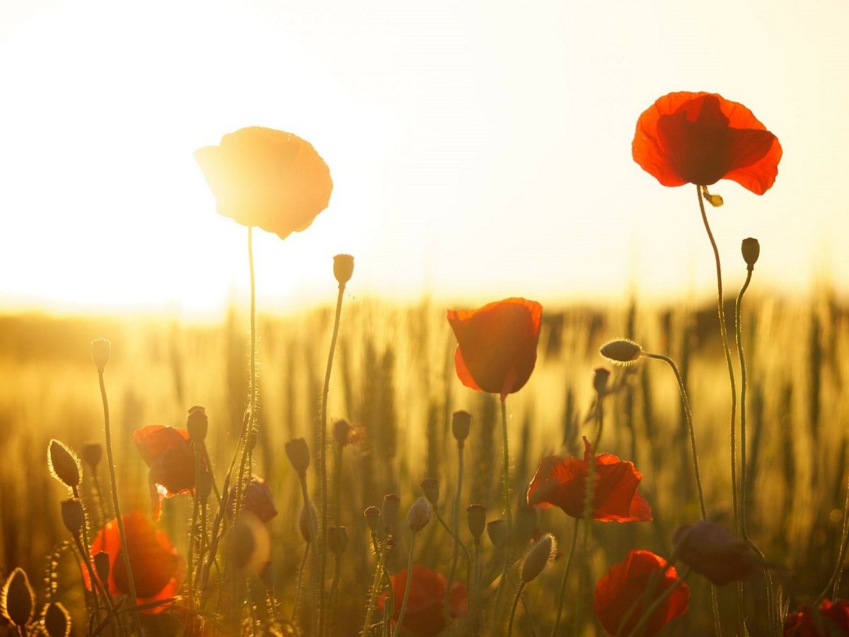 St George's Hill Golf Club tweet media