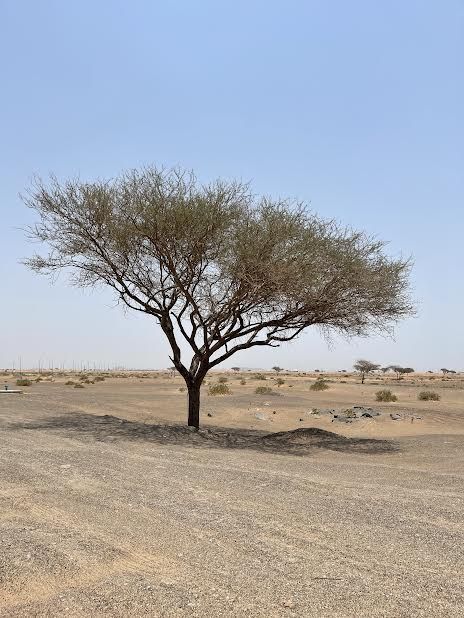 مـ ـحـ ـجـ ـوزة  تاريخ   26  /  27
لاتعملو شغل مغشه..🤣✌🏻

#مساء_الخير
#مجلس_الدوله