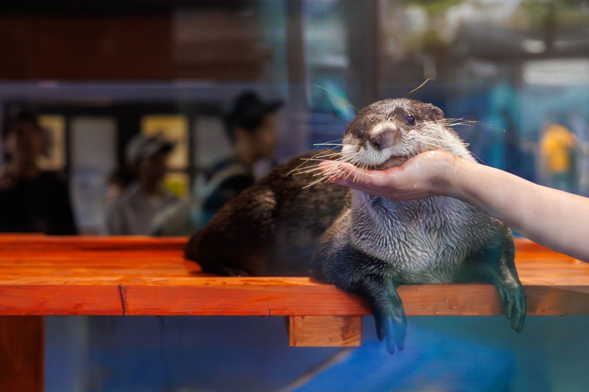 希少 激レア 作家さん手作り カワウソ 希少 激レア 作家さん手作り カワウソ 希少 激レア 作家さん手作り