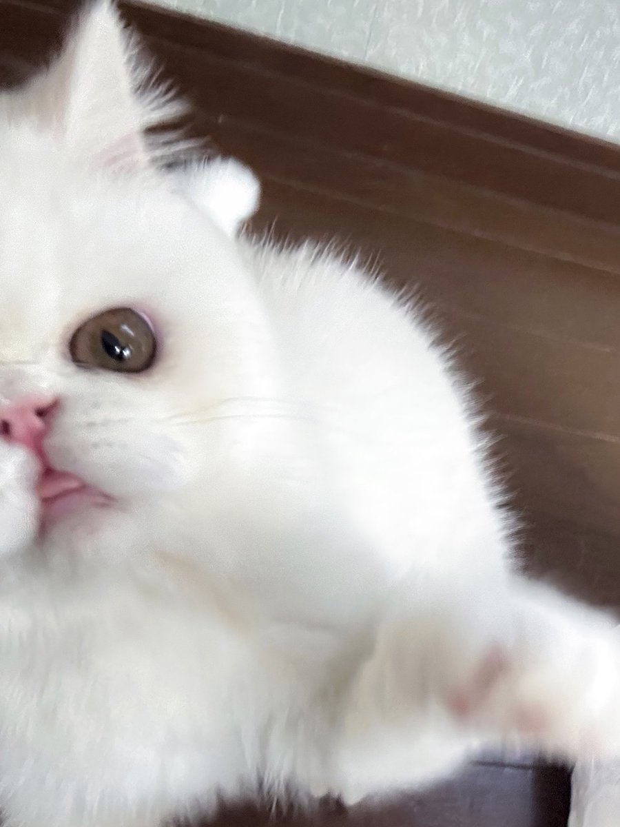 黒ノ巣様❁専用ページ 黒ノ巣様 黒ノ巣様 KURONOS（クロノス）公式