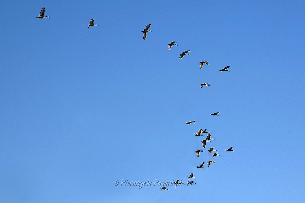 @ferrarisergio4 tweet media