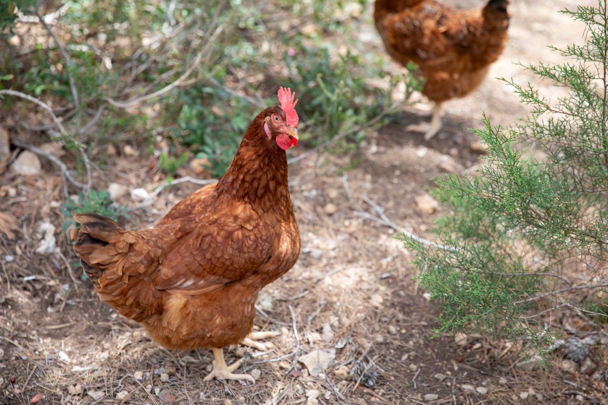 😷🐓 Si ets criador d'aus als municipis d'Eivissa, Santa Eulària i Sant Josep: ⚠️ ATENCIÓ! ⚠️

Heu de fer cas d'aquestes indicacions:

El Consell d’Eivissa informa de les mesures per prevenir la propagació de la grip aviària a l’illa - Consell d Eivissa - conselldeivissa.es