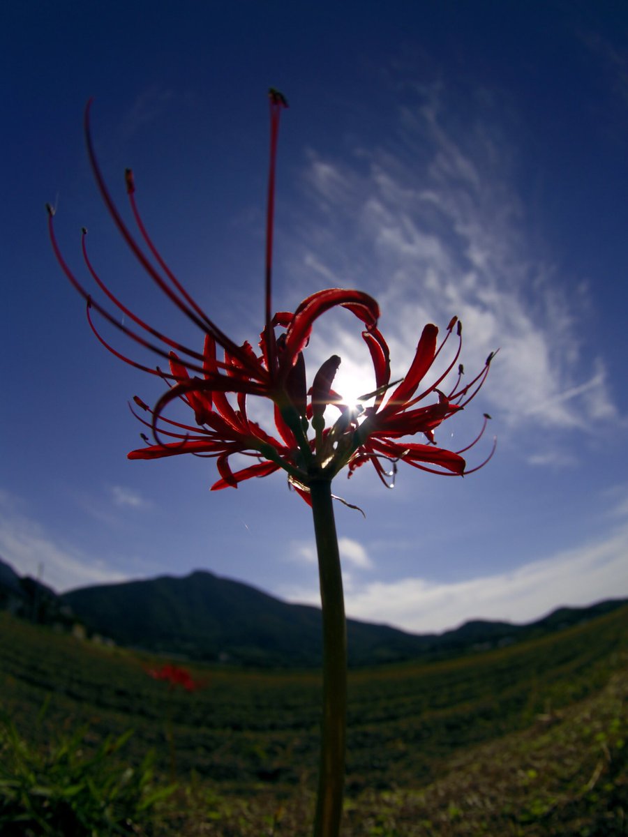 ヒョウ柄ノまさ🐆 on X