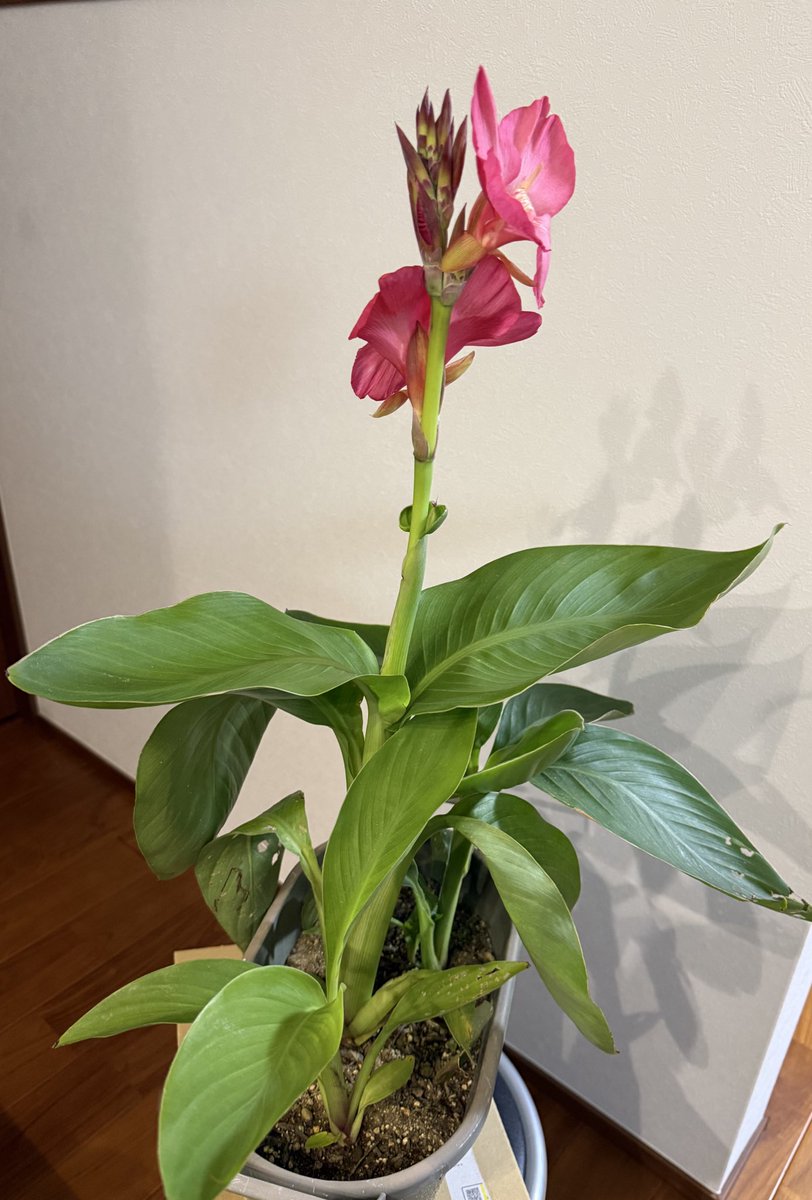 ぽぽぽ mogu☆.｡│モグ on X