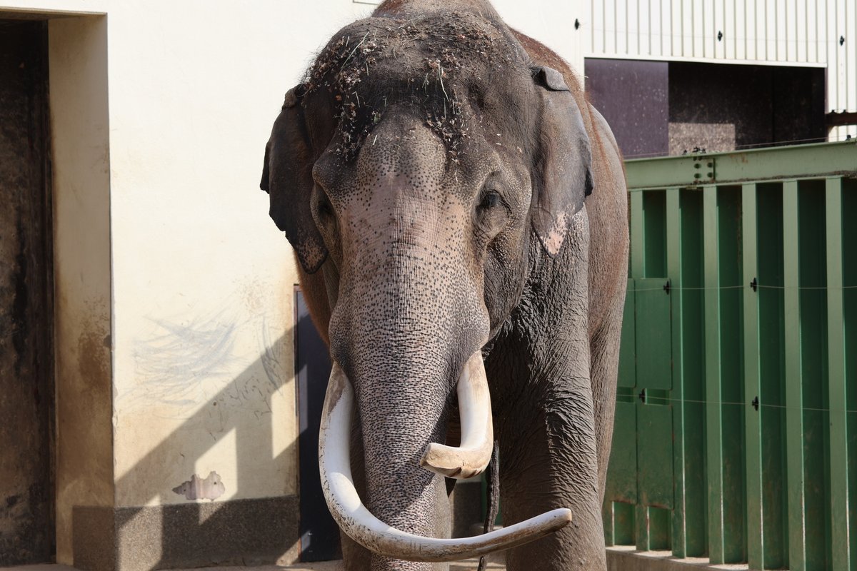 王子動物園で暮らすインドゾウのマック。現在は足を痛めており治療中との事でした。見たところ足が腫れて痛そうでしたし、前よりだいぶ痩せ細ったように ...