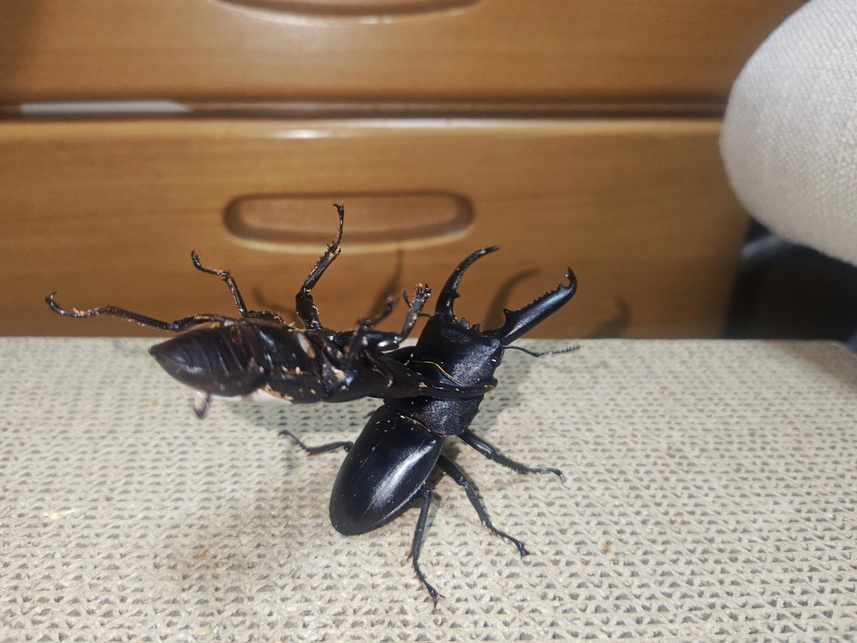 よわね様 お仏壇のはせがわ 盆提灯 吊り下げ お盆提灯 住吉 吊り提灯 盆