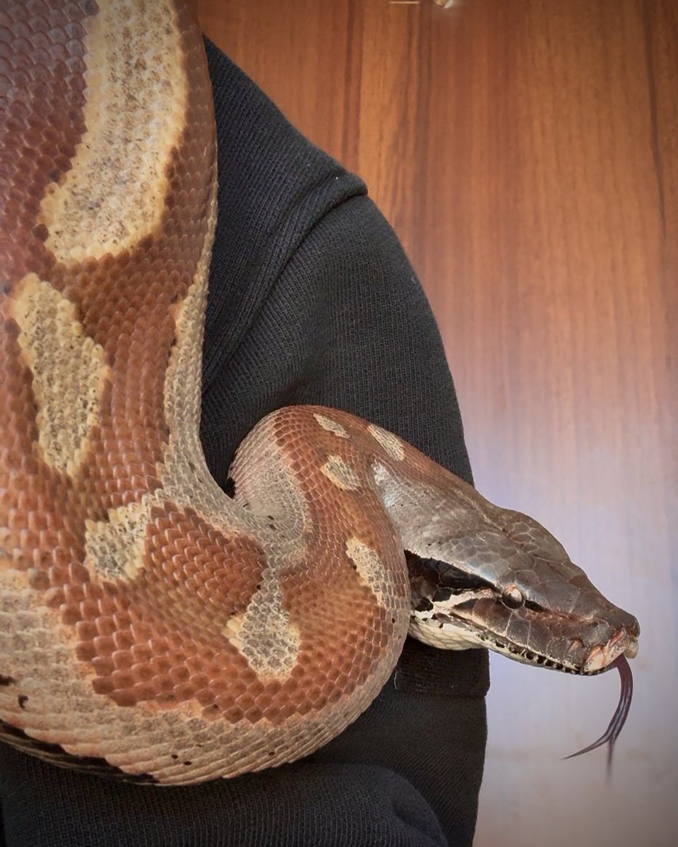 PhenrirMailoki's tweet image. Riprendiamo domani con le dirette!

Domani ci sarà anche un aggiornamento su ko-fi 

Foto del mio bambino di sei chili, che sembra sempre arrabbiatissimo ma in realtà è solo una salsiccia introversa e molto morbida.

#pythonbrongersmai #snake #snakelover #bloodpython #kofi…