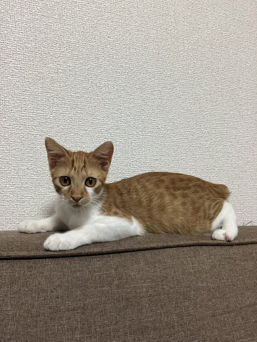 くるみのきまぐれ日記🍊 on X