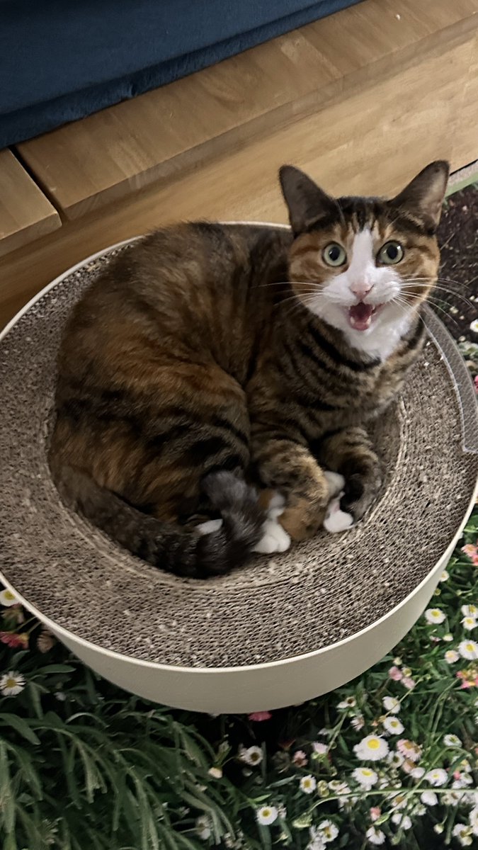 v2soo2's tweet image. 