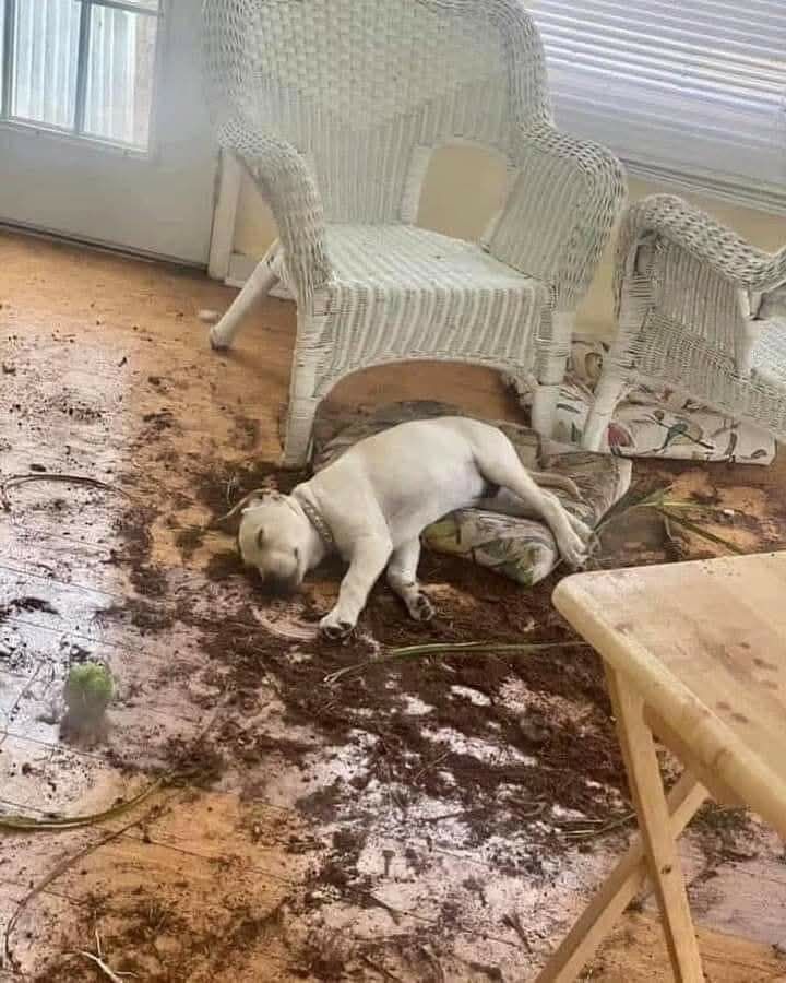 If you can't hide a crime scene, just pretend you are a victim ^^