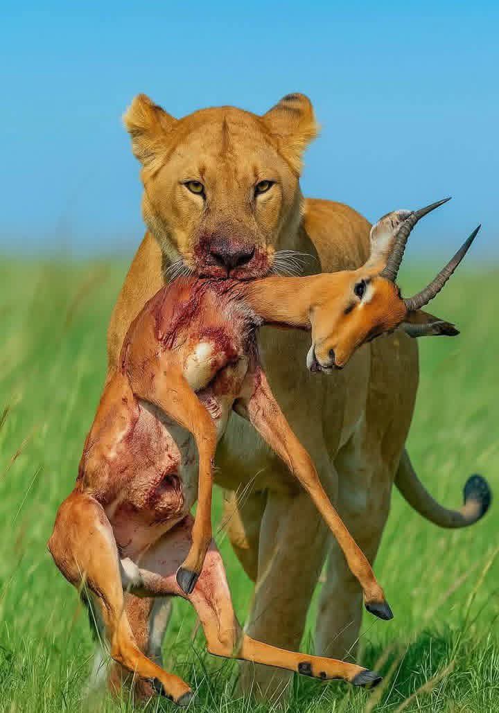 AdventuresHype's tweet photo. Feeding time in Serengeti 

#tanzaniasafari #safariintanzania #TanzaniaTours #SerengetiSafari #traveltotanzania

https://t.co/pyS9ORBejq https://t.co/hhgbKk2i6w https://t.co/1WNV1syM7i