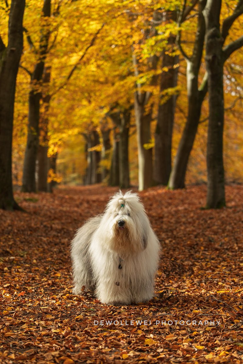 dewollewei's tweet image. Mazzel
#oldenglishsheepdog 
#oes
#bobtail