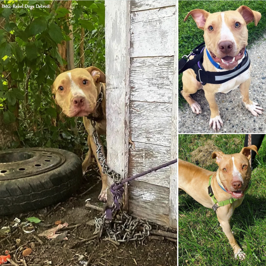 Best in Dogs tweet media