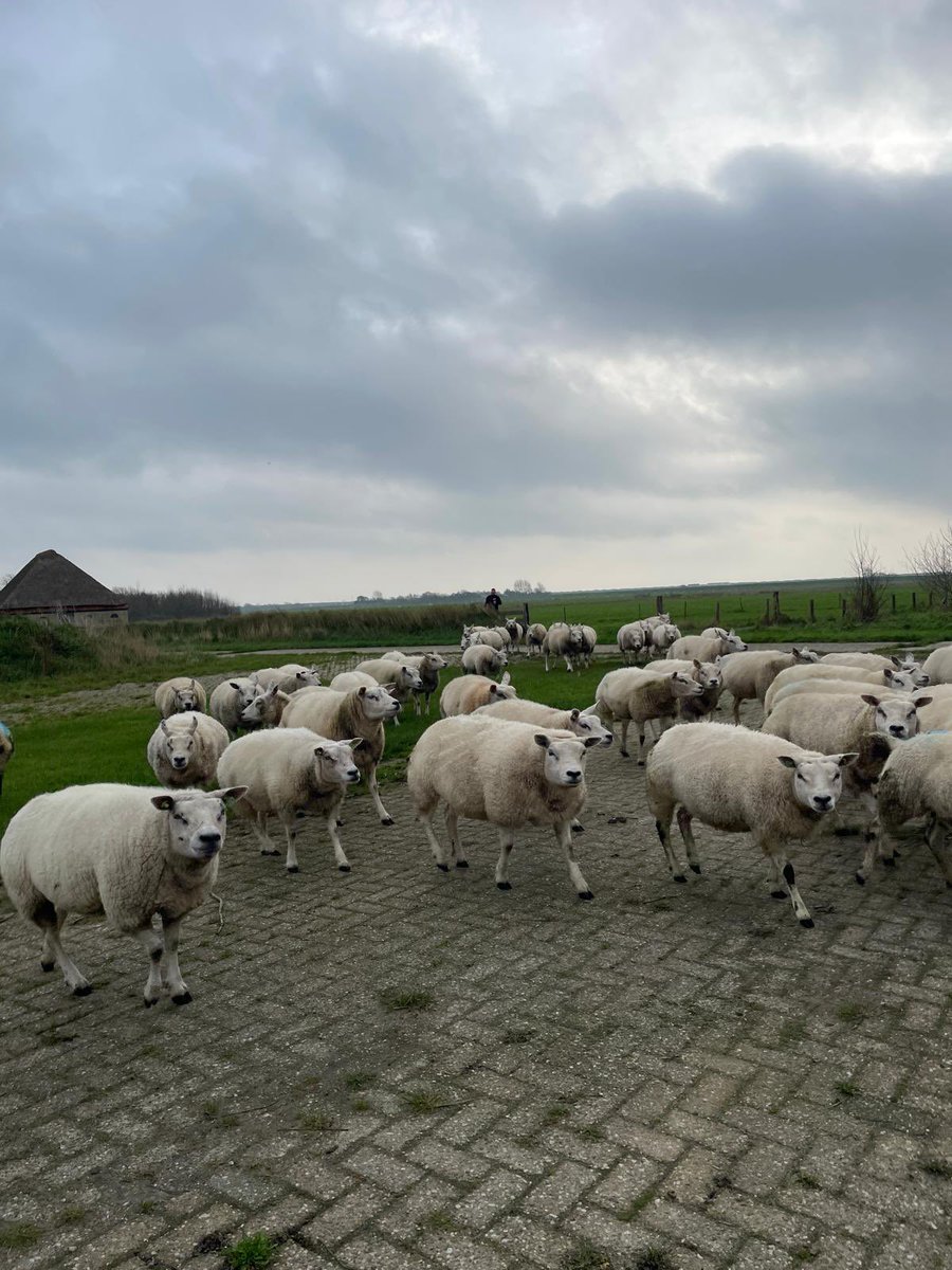 Schapen verweiden.