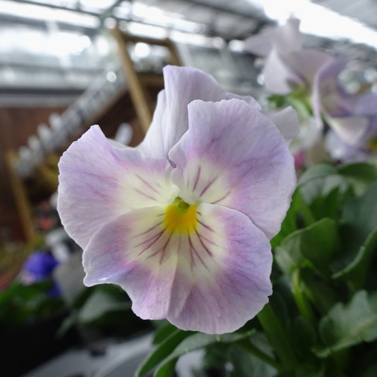 ドイリー1104❤️パンジーと八重咲き花✨2枚以上で2680円❣️ memento_toyo on X