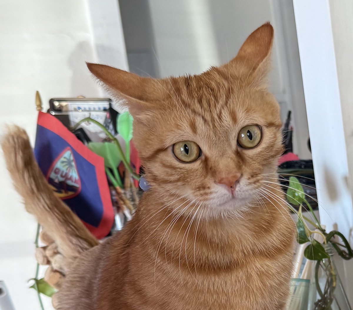 いずみにーず♡♡ 🐠いずみ͛🐠 on X