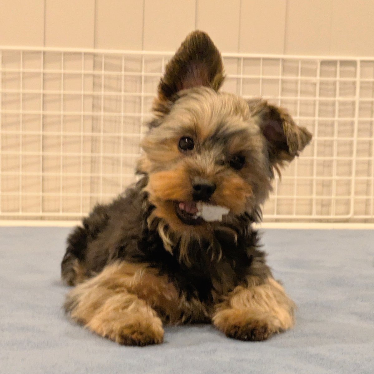 ヨークシャーテリア