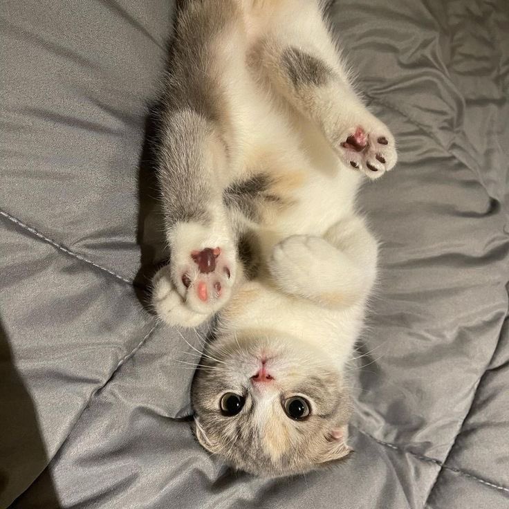 drkmxion's tweet image. introducing the new baby in the house.