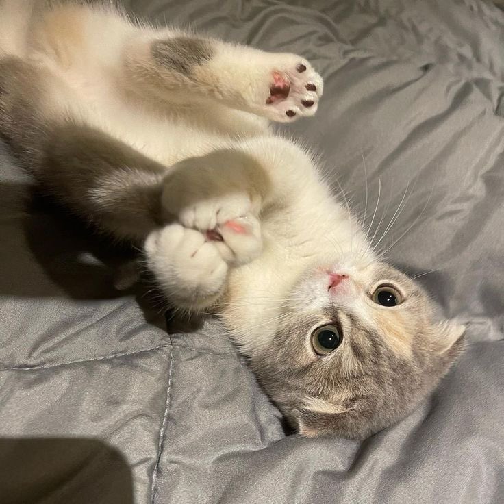 drkmxion's tweet image. introducing the new baby in the house.