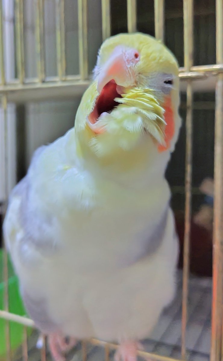 なつ君そろそろおやすみしようねぇ😉

#オカメインコ
#インコ
#おねむ