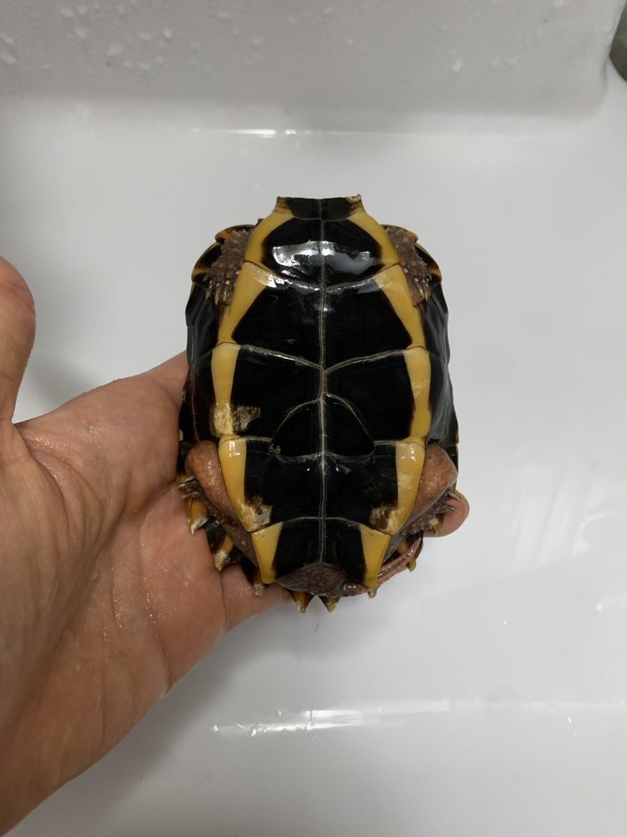 じゅんクワ tweet media