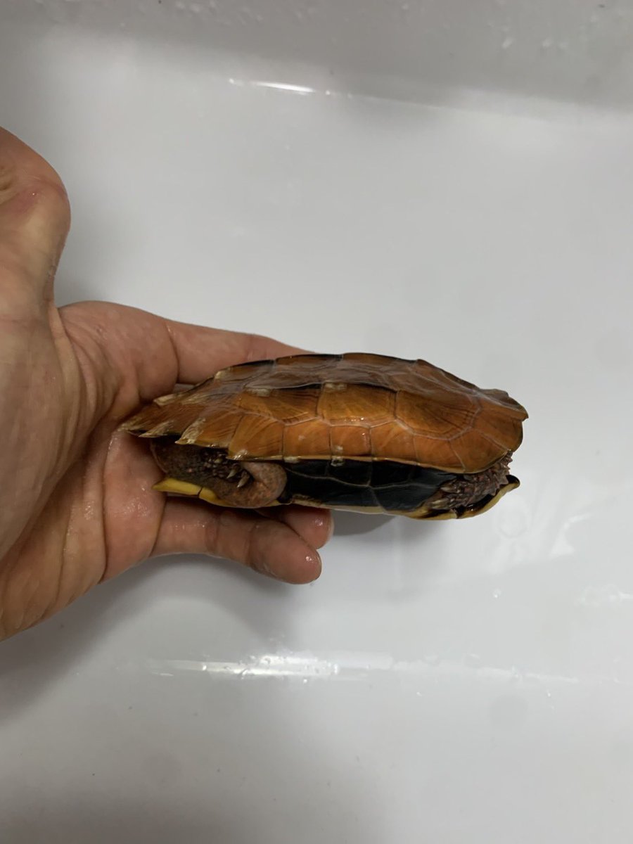 じゅんクワ tweet media