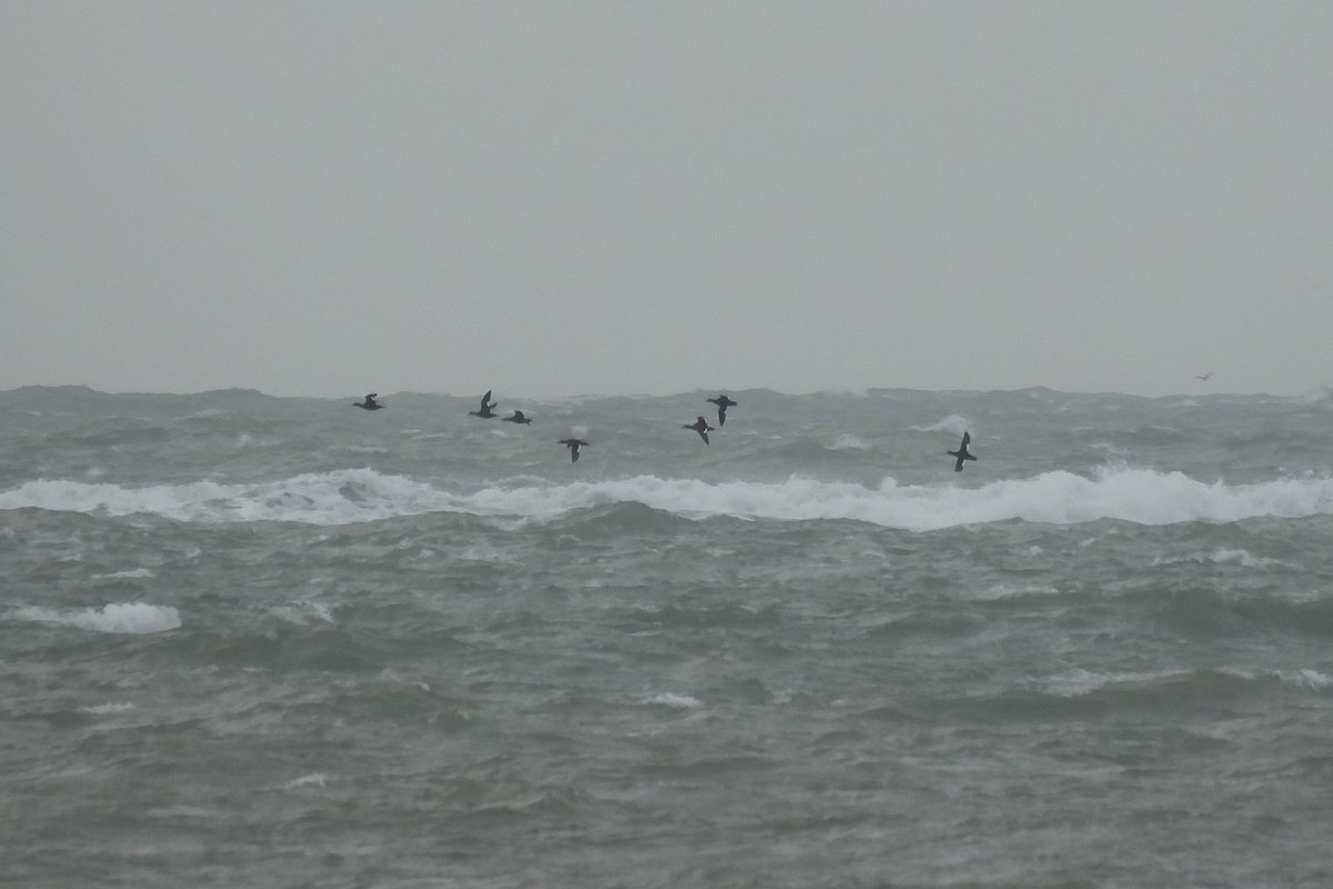 Seven distant Velvet Scoters heading east past Selsey Bill mid-morning. <a href="/SelseyBirder/">Selsey Birder</a>