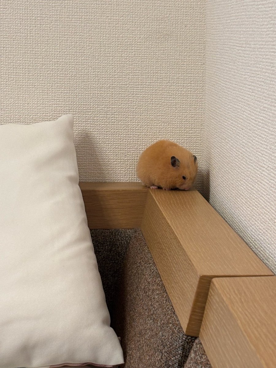 部屋んぽ中に眠くなっちゃったモナカさん☺️

#ハムスター
#キンクマハムスター