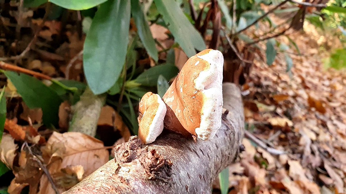 A couple of fungi discoveries spotted over the weekend #Suffolk