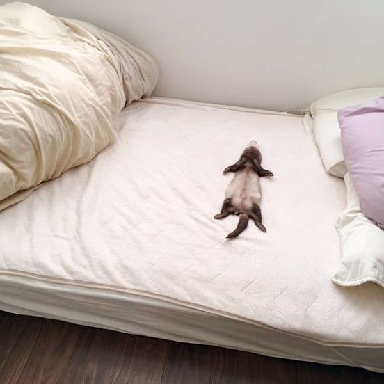 Ferret Every Hour (@ferretperhour) on Twitter photo 