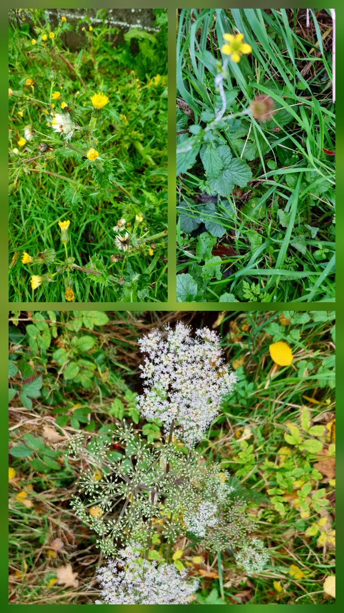SheilaG17662835's tweet photo. #wildflower_hour a bit late, but here's #winter10,  13 in fact I think from north #Cumbria. The first 2 are from lovely Talkin Tarn and the others from my daily dog walk. #nature @wildflower_hour @BSBIbotany https://t.co/lsyBfxSTRr