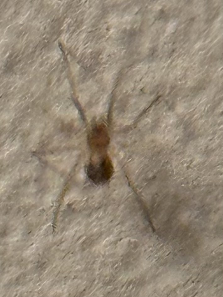 Caro <a href="/Nicola_Bressi/">Nicola Bressi</a> stavolta non so se ci indovino se dico sputatore Scytodes, ma spero di non sbagliare 😇