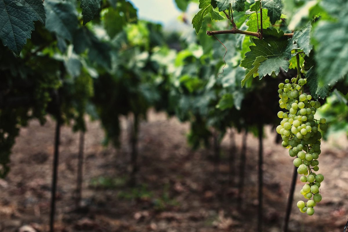 #Vino 
🟢 Tenerife presenta el primer gran encuentro mundial de vinos insulares
ℹ️ gastronomia7islas.com/tenerife-prese…
#Gastronomia7islas <a href="/CasadelVinoTfe/">Casa del Vino</a>