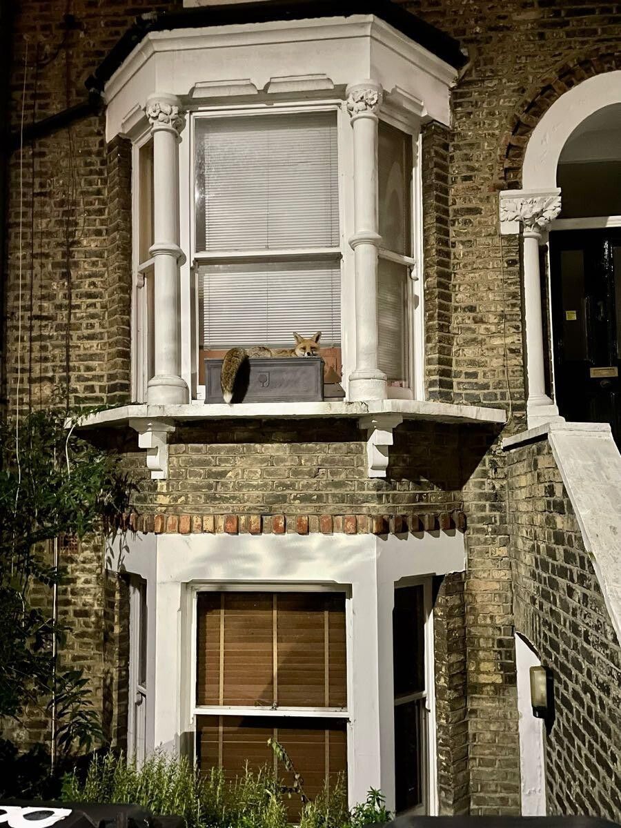 ChrisGPackham's tweet image. &quot; Grow your own fox in a window box &quot; - First floor #FoxOfTheDay shared by @wikipickie.bsky.social , top work !