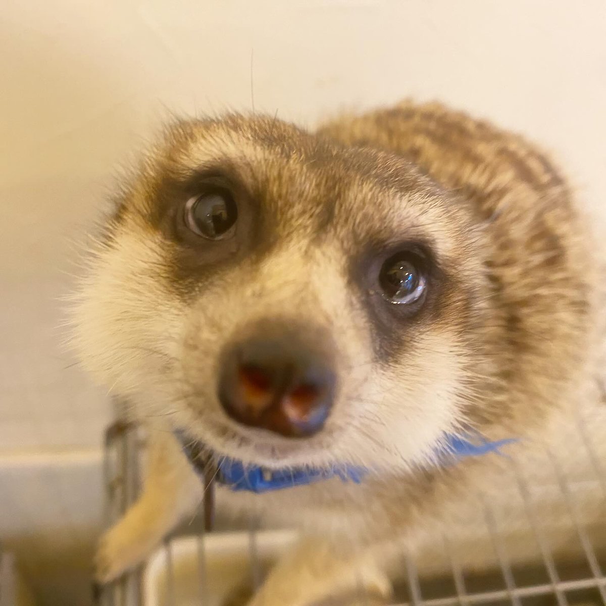 googoo_cafe's tweet image. お風呂上がりでふわふわのピノくん🛀💕

カメラ目線をくれました！📷✨

ピノくんのほっぺがふわふわでつい触ってしまいます😊

遊びにいらした際は是非ピノくんのほっぺを
触ってみて下さいね🥰

−−−−−−−

Fluffy Pino after his bath🛀💕
He gave us a perfect camera look!📷✨
His cheeks…