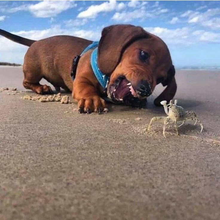 Dachshund Heaven USA tweet media