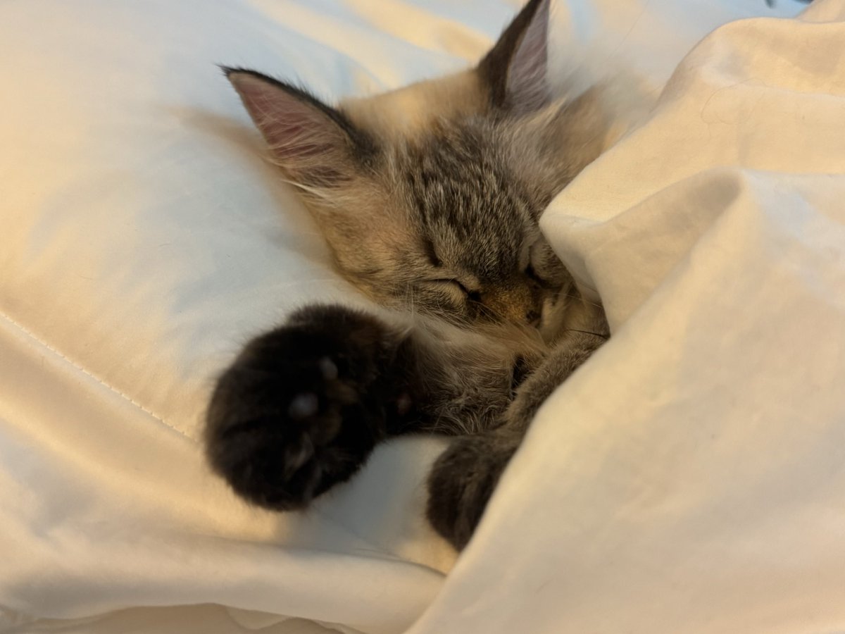 인계인데 고양이만 올리는 요즈음....
이사중이라 정신이 없어요🥹
얼른 장식장이 와야 인형을 꺼낼텐데..😭