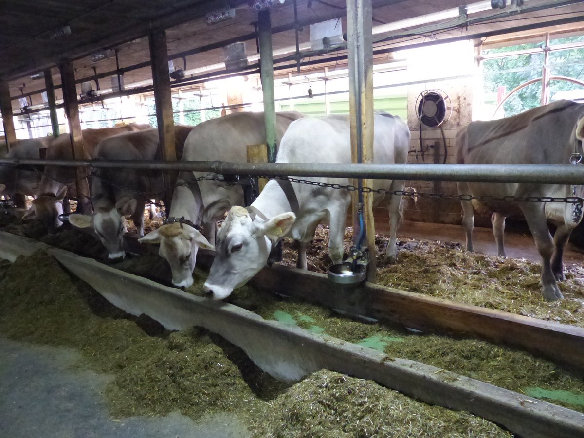 Imfuyousajili's tweet photo. Treat your farm like a business! 📈
Imfuyo uses data-driven records (ID, health, weight) to boost productivity and unlock livestock insurance & financing, making your enterprise truly bankable.
#Imfuyo #AgriData #SmartFarming #LivestockFinance #AgriBusiness https://t.co/Vf7bp6O8dq