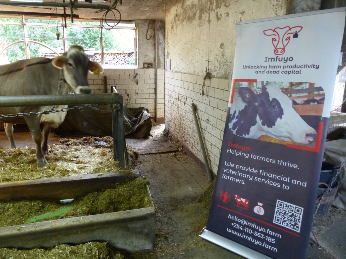 Imfuyousajili's tweet photo. Treat your farm like a business! 📈
Imfuyo uses data-driven records (ID, health, weight) to boost productivity and unlock livestock insurance & financing, making your enterprise truly bankable.
#Imfuyo #AgriData #SmartFarming #LivestockFinance #AgriBusiness https://t.co/Vf7bp6O8dq
