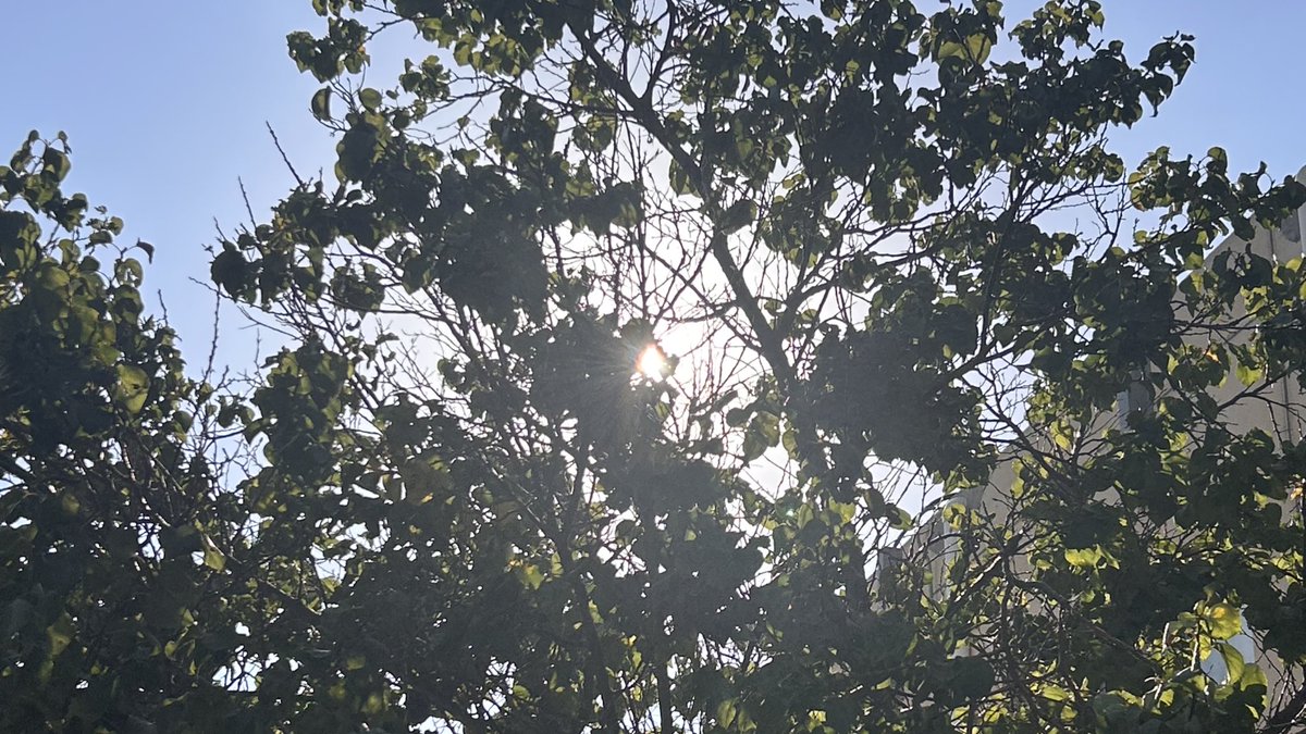 forget-me-not tweet media