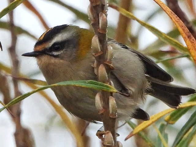 Alan Wrightson tweet media