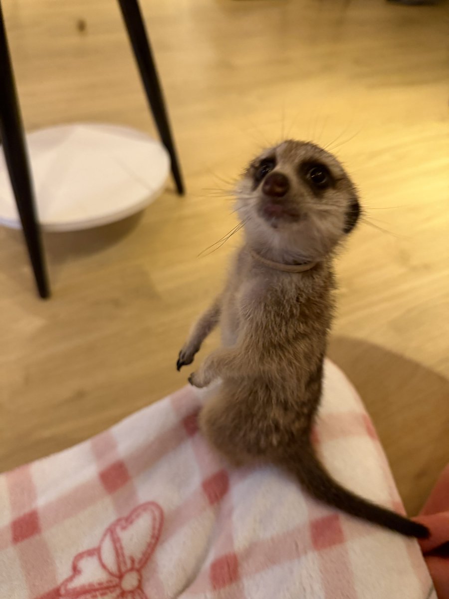 oto_loco1122's tweet image. 今日いる。
ミーアキャットカフェとか行っちゃって。

#西川口 #コンカフェ #コンカフェ嬢 #コンカフェ嬢と繋がりたい #自撮り界隈 #自撮り界隈と繋がりたい #いいね返し #いいねで気になった人お迎え #会えるやさん