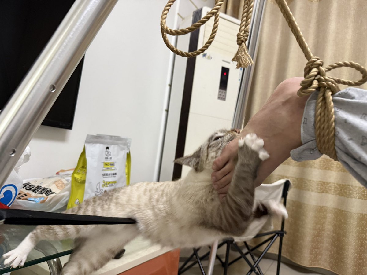 kk550136's tweet photo. 那^_^猫猫有什么坏心思 https://t.co/hfve0u2drL